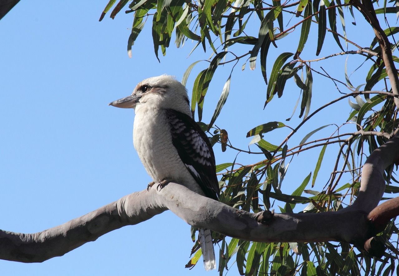 australian kookaburra bird free photo