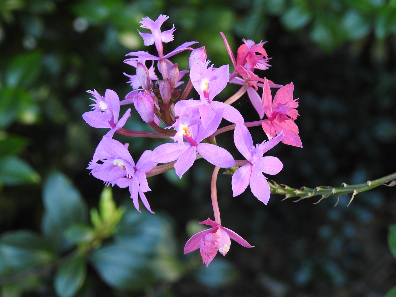 australian wild orchid free photo