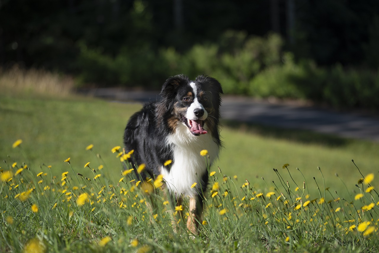 australian  shephard  shepherd free photo