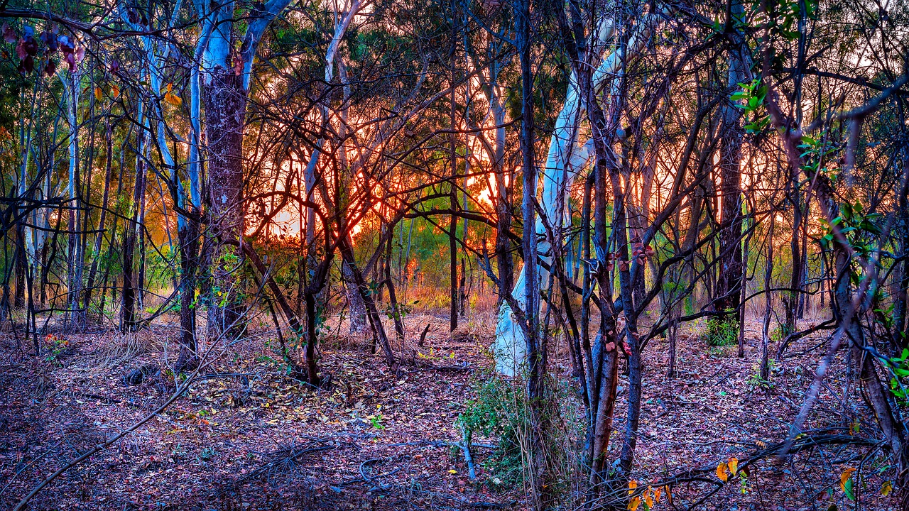 australian bush sunrise dry bush land free photo