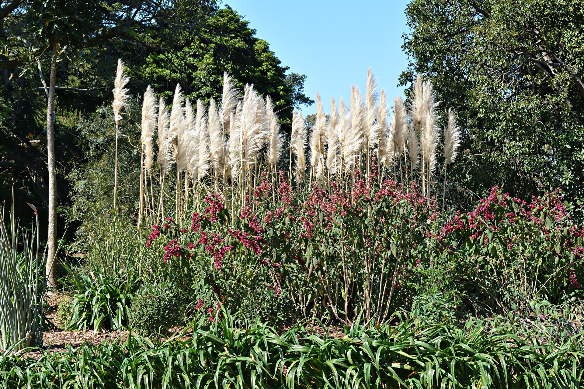 fauna bush flowers free photo