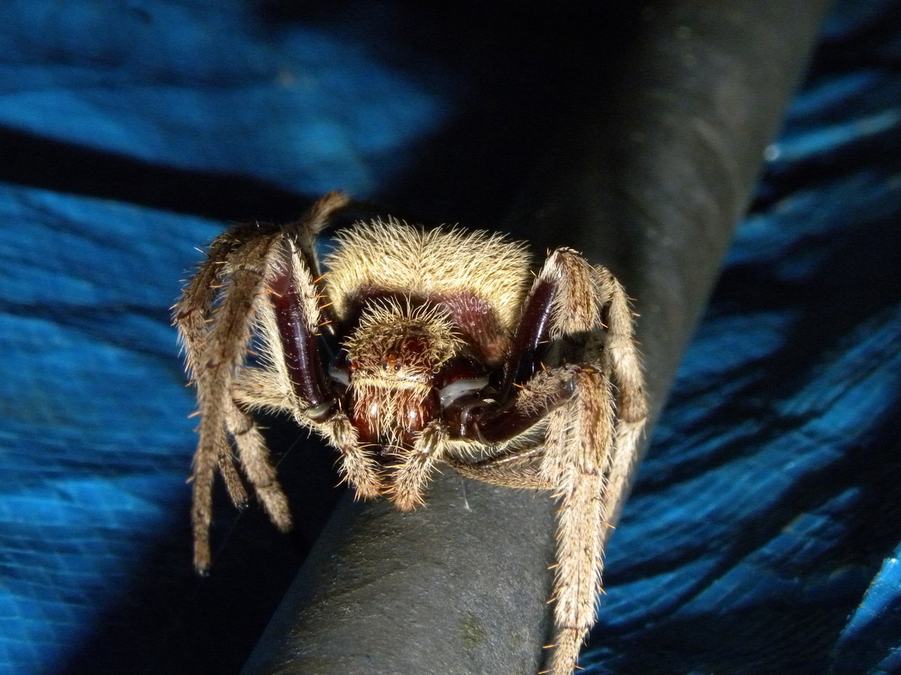 australian garden orb weaver spider  eriophora transmarina  spiders free photo