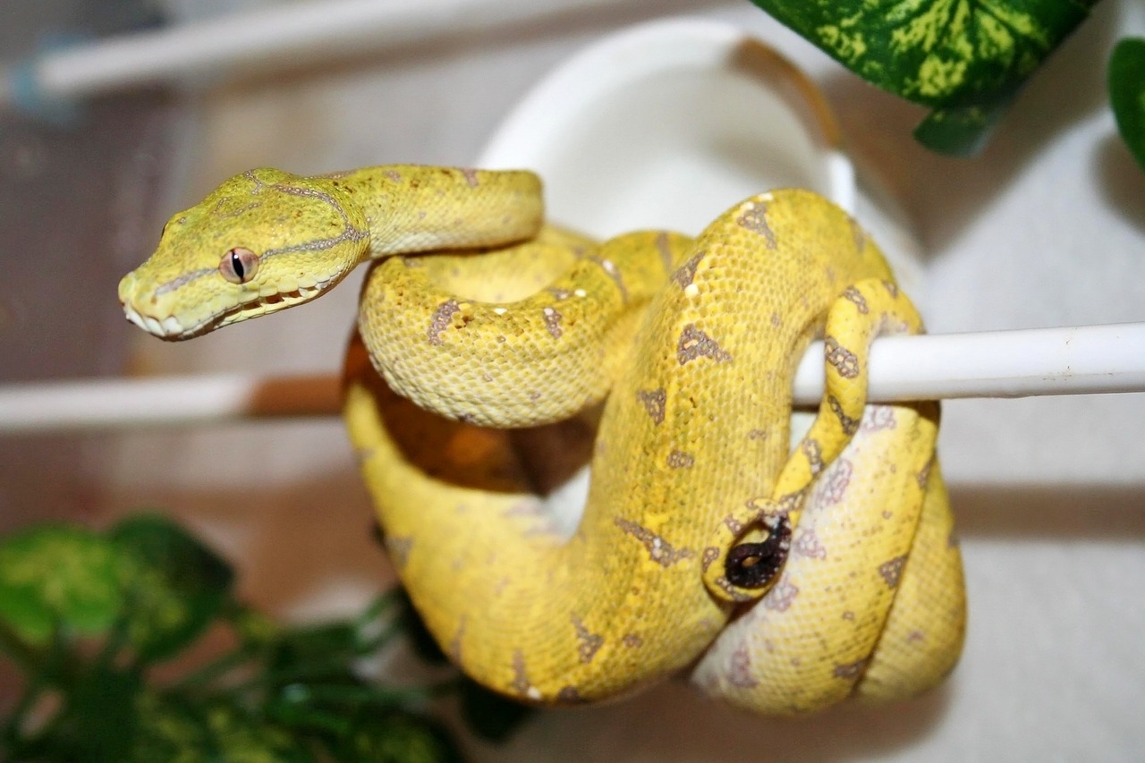 australian green tree python python snake free photo