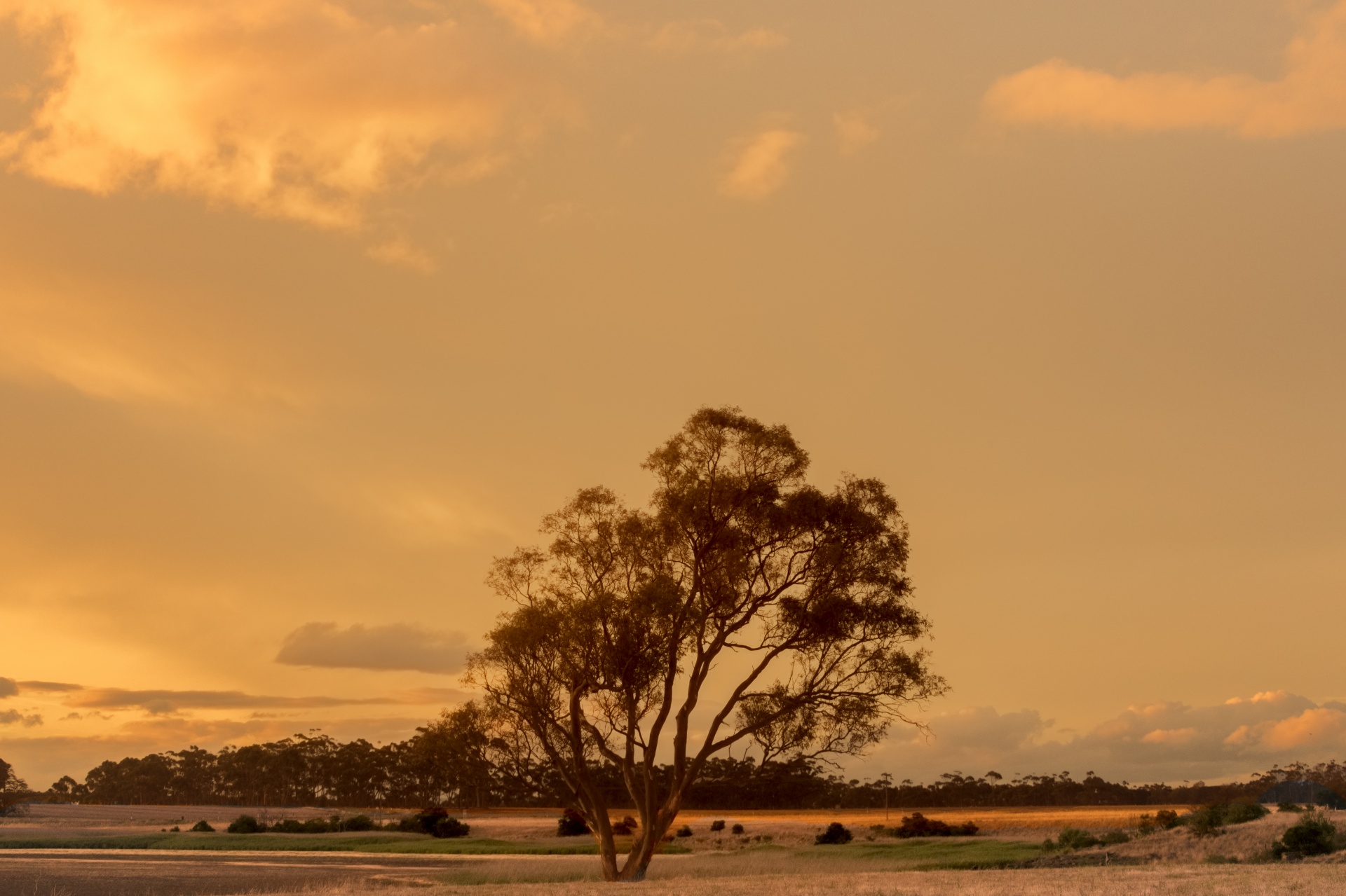 australia rural tree free photo