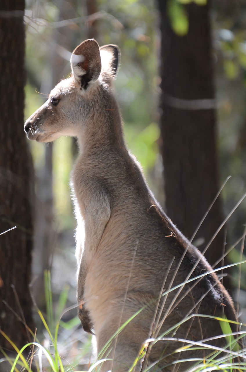 australian kangaroo animal wildlife free photo