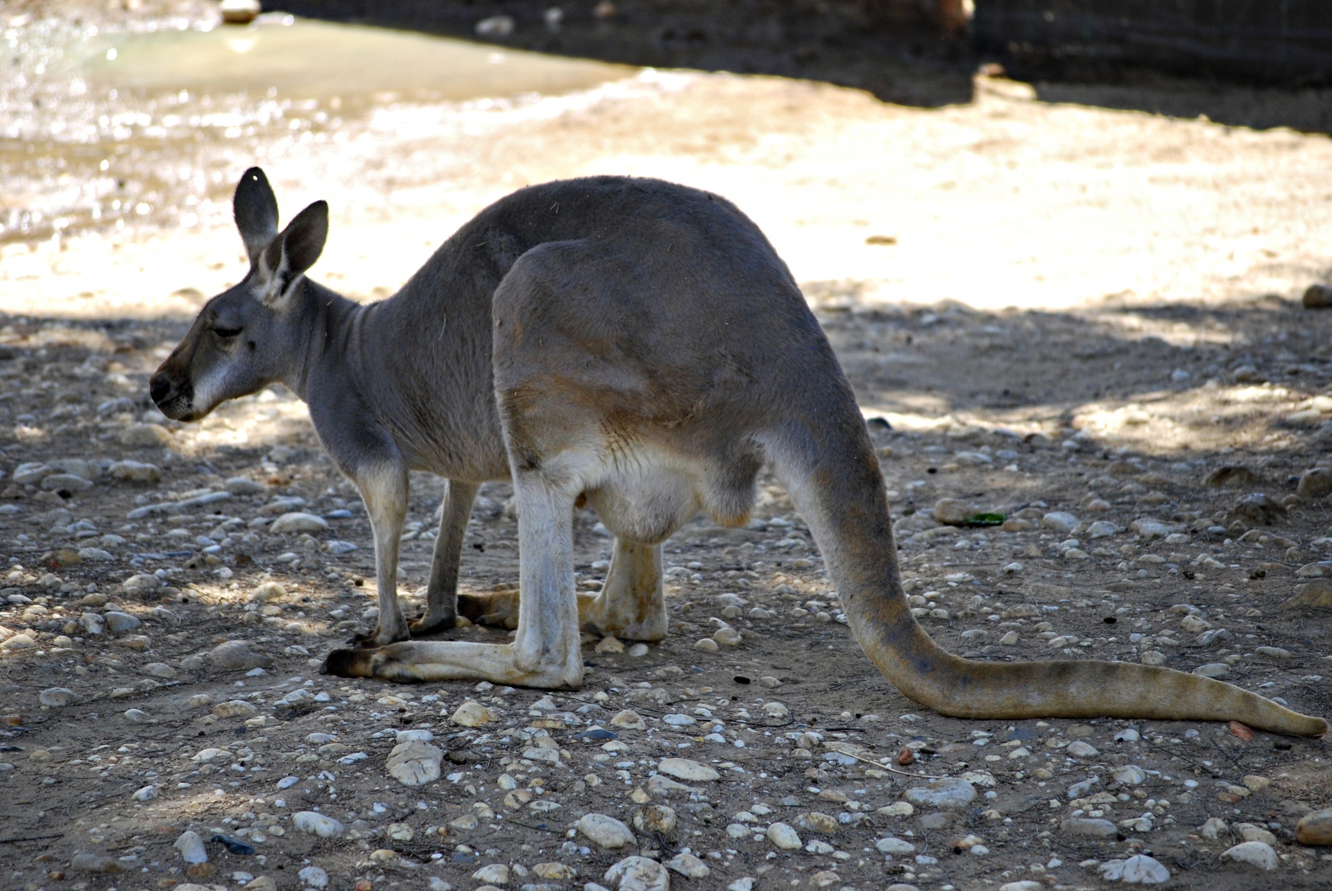 Kangaroo,australia,australian,nature,native - free image from 