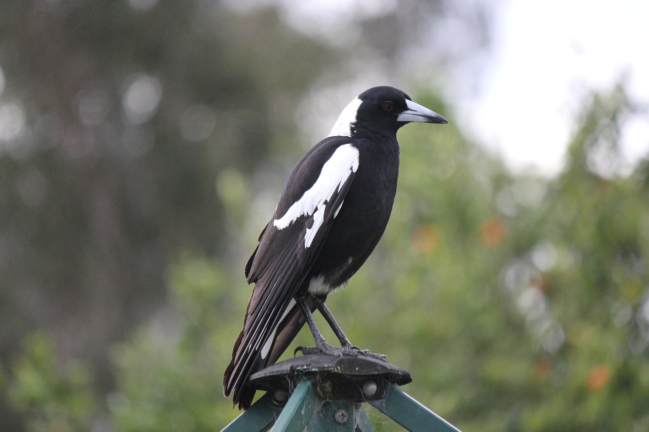 australian magpie bird nature free photo