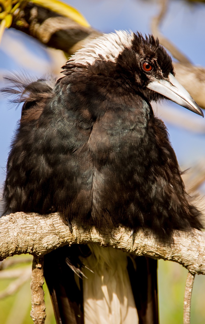 australian magpie magpie bird free photo