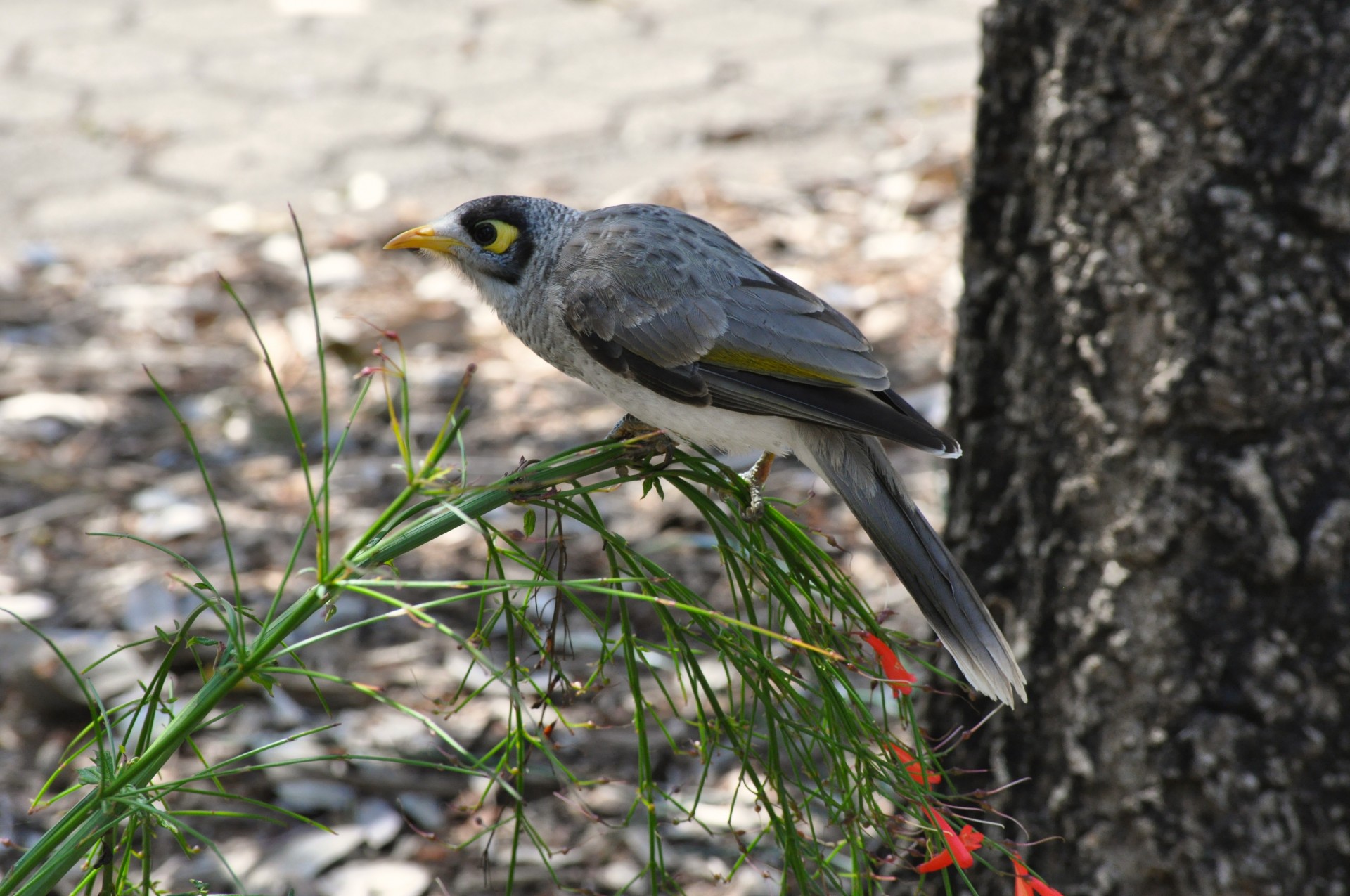 bird miner australia free photo