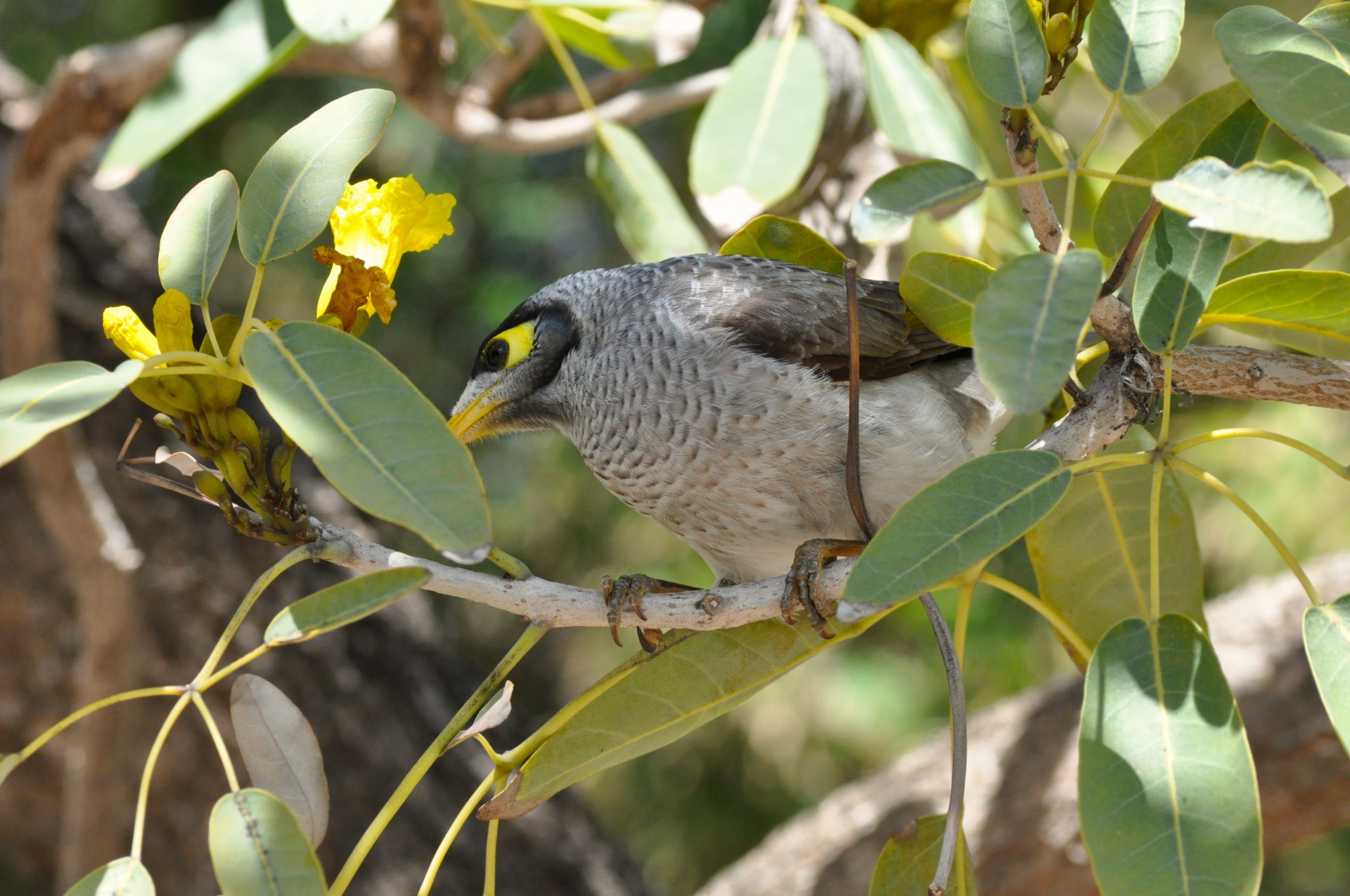 bird miner australia free photo