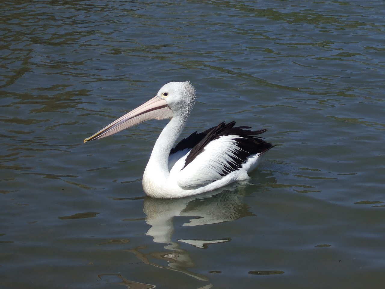 australian pelican beak water free photo