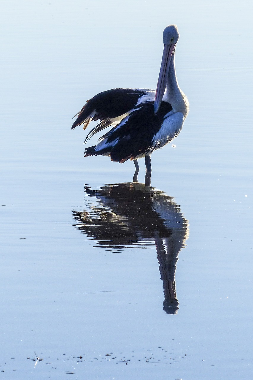 australian pelican water bird nature free photo
