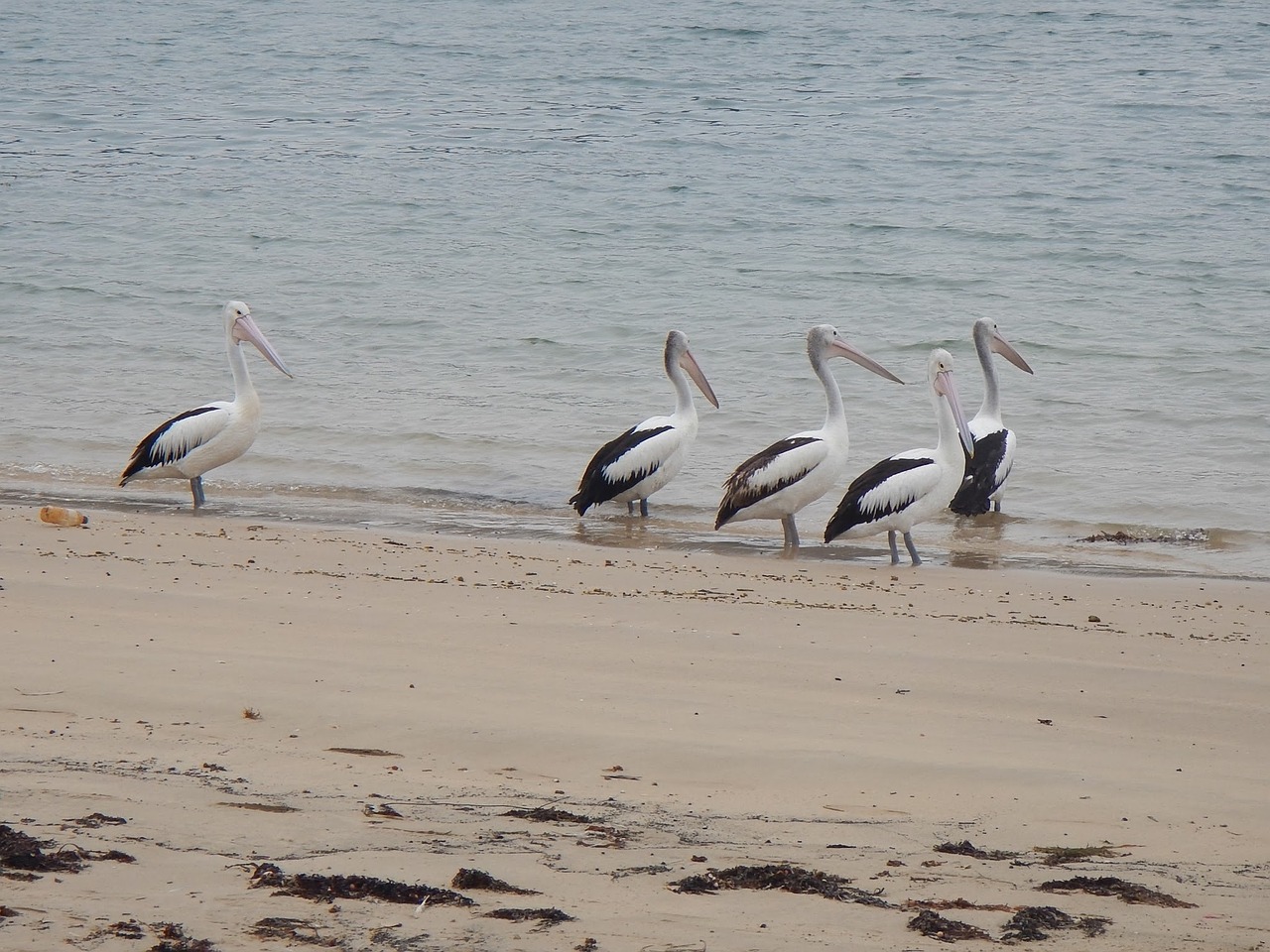 australian pelicans pelecanus conspicillatus waterbird free photo