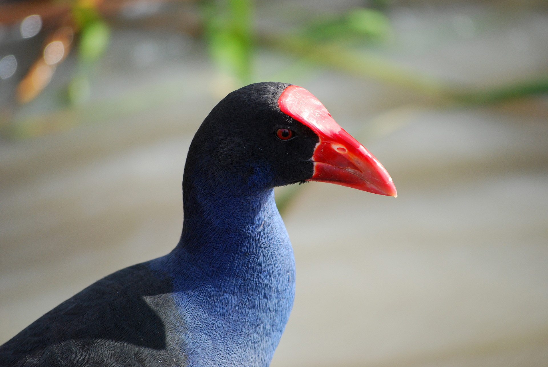 australian purple swamphen moorhen free photo