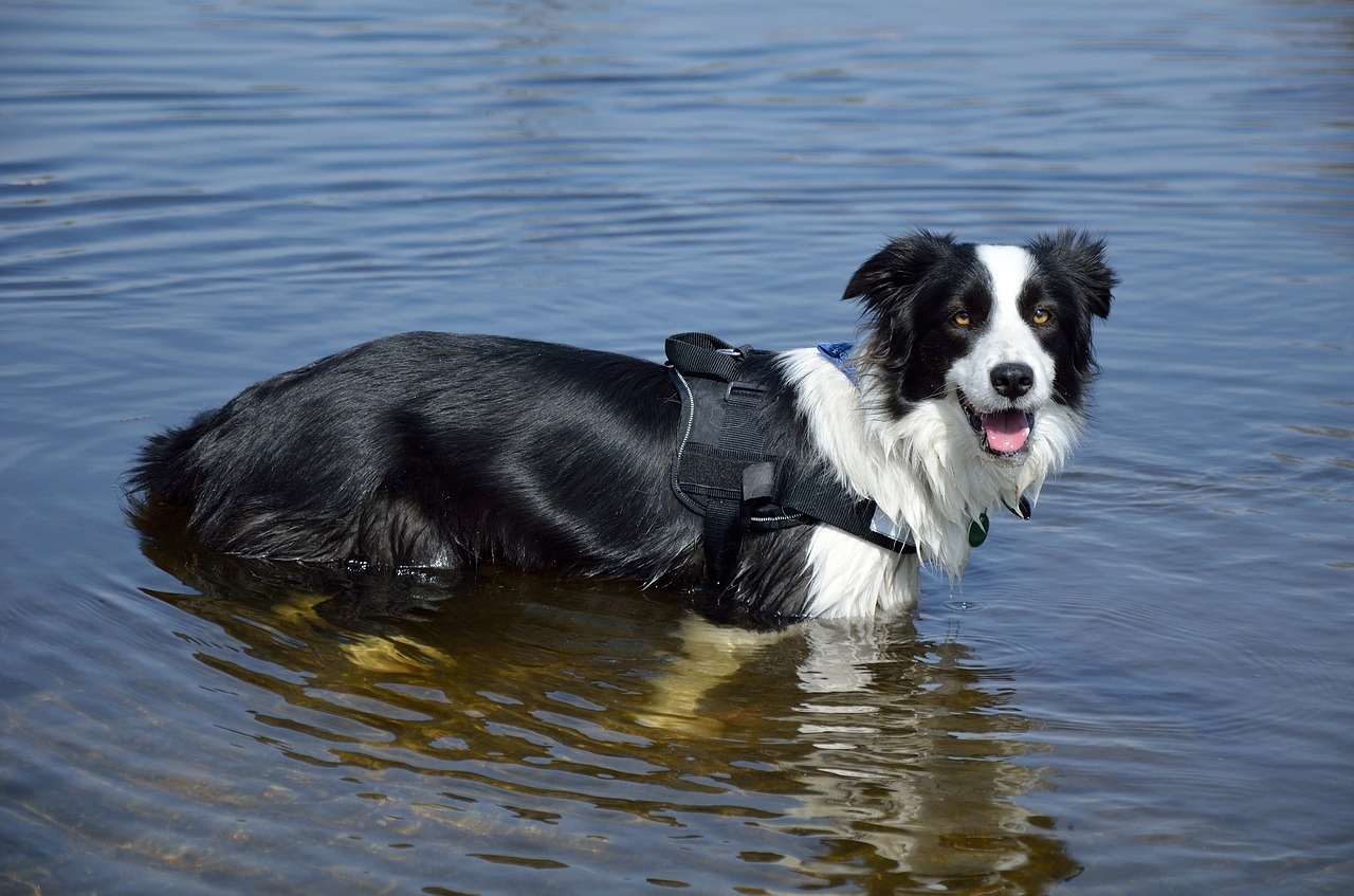 australian sheepdog water cute free photo