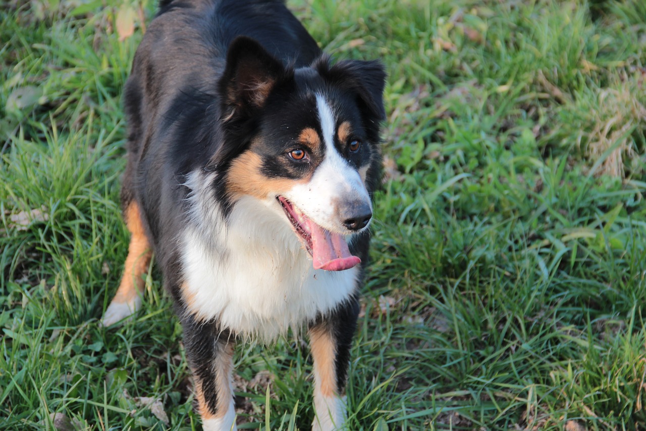 australian shepherd hairy dog free photo