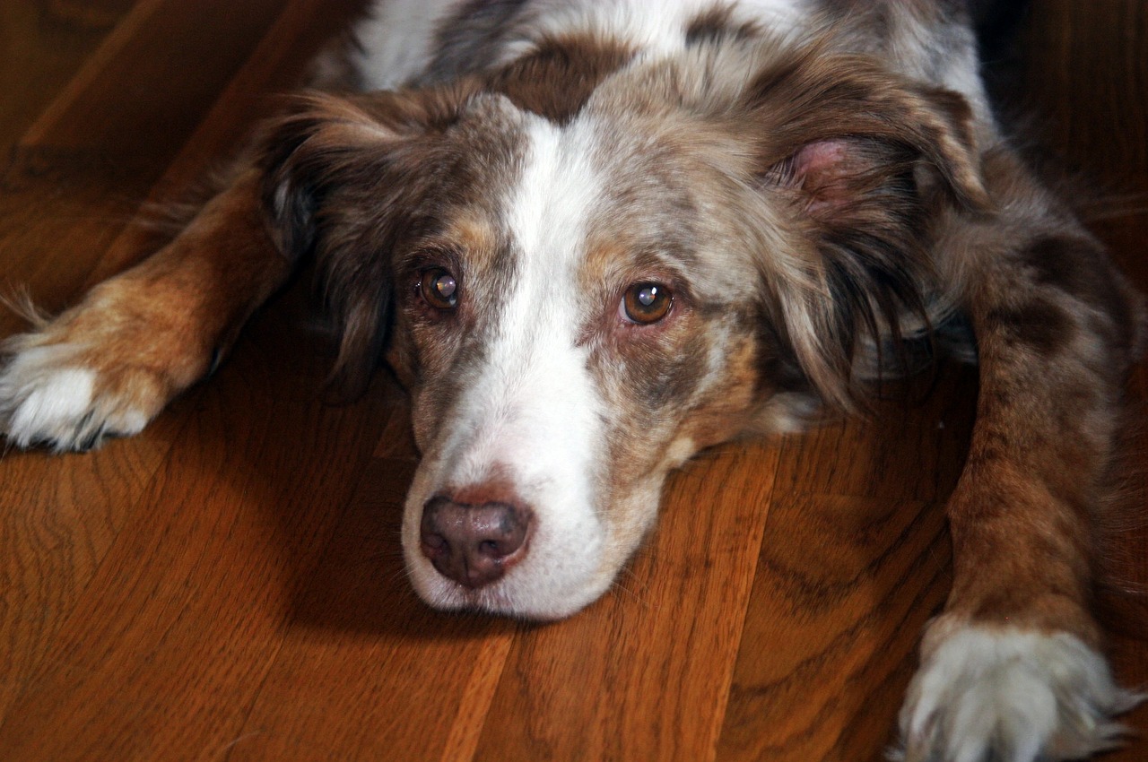 australian shepherd dog pet free photo