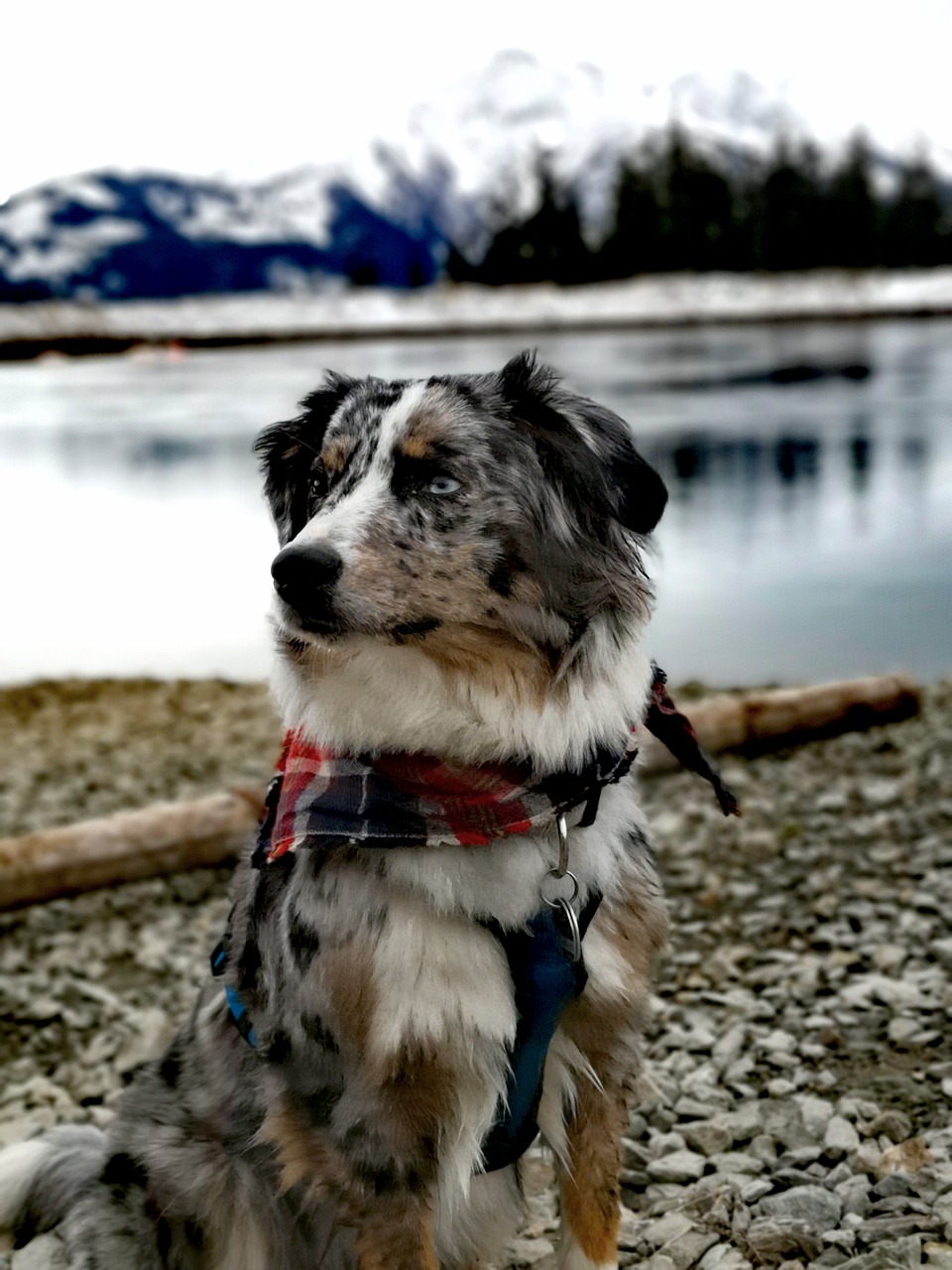 australian shepherd  mountains  pond free photo