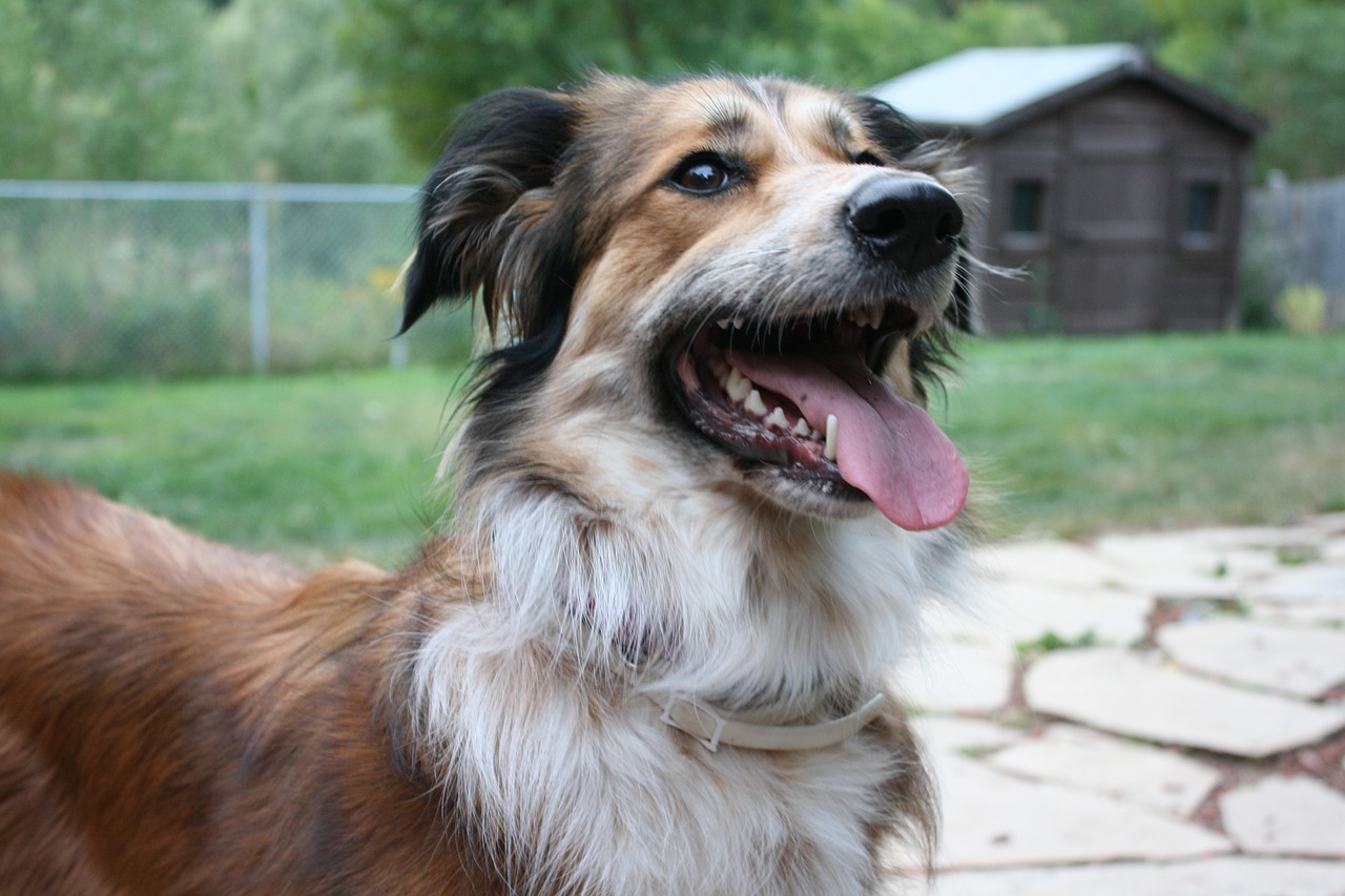 australian shepherd border collie golden retriever free photo