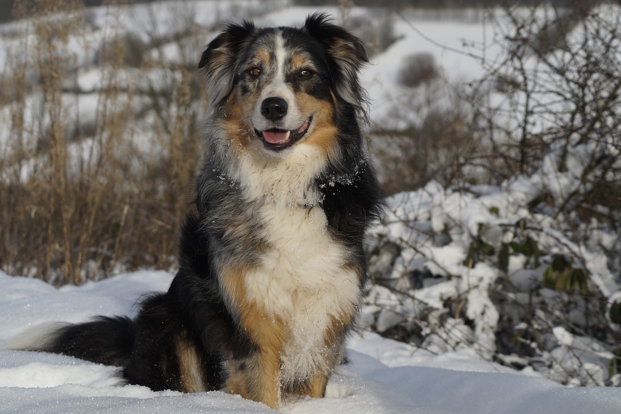 australian shepherd dog pet free photo