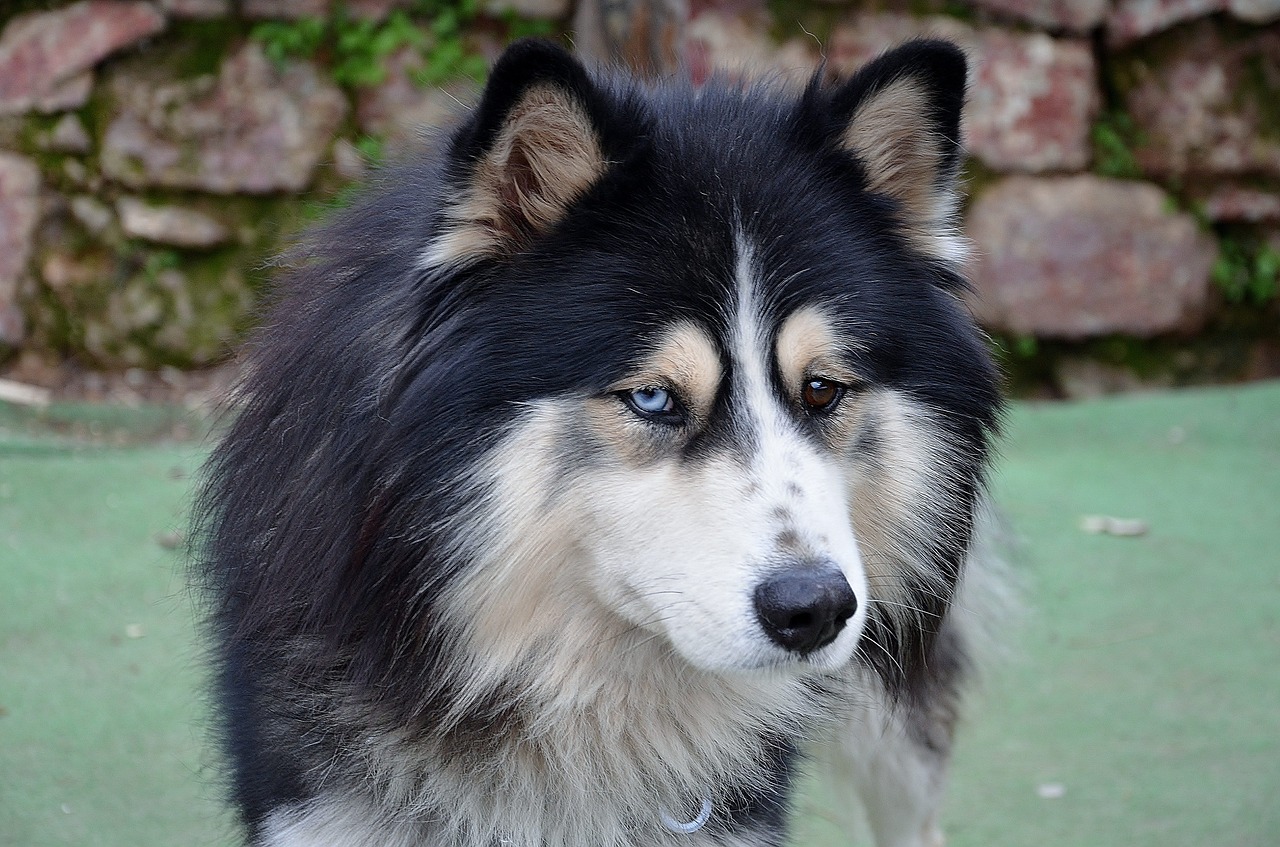 australian shepherd dog pet free photo