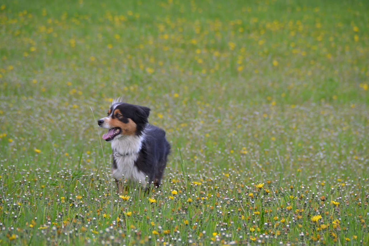 australian shepherd dog nature free photo