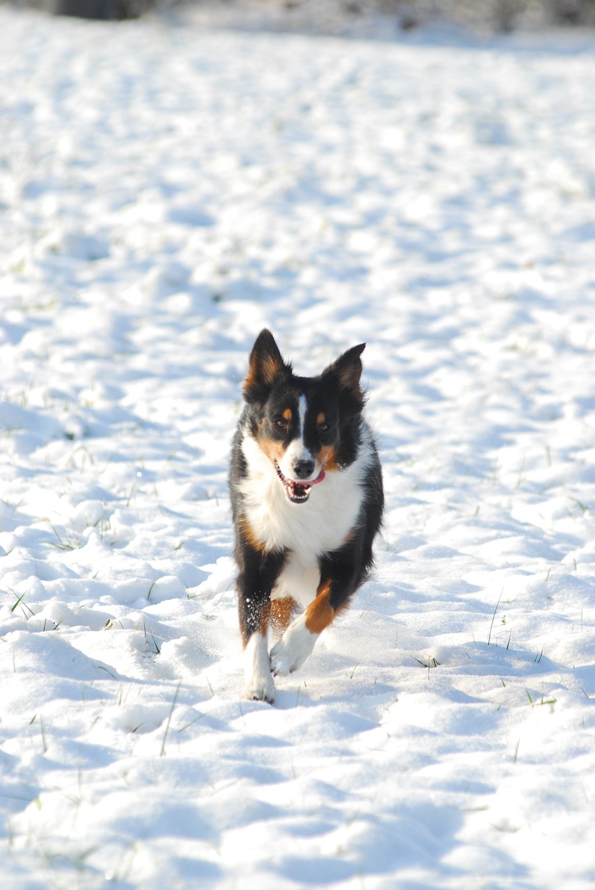 australian shepherd dog snow free photo
