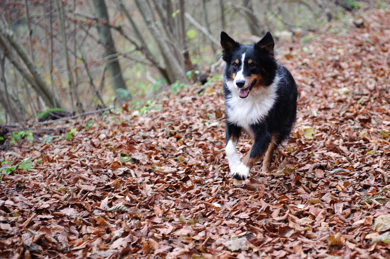 australian shepherd dog forest free photo