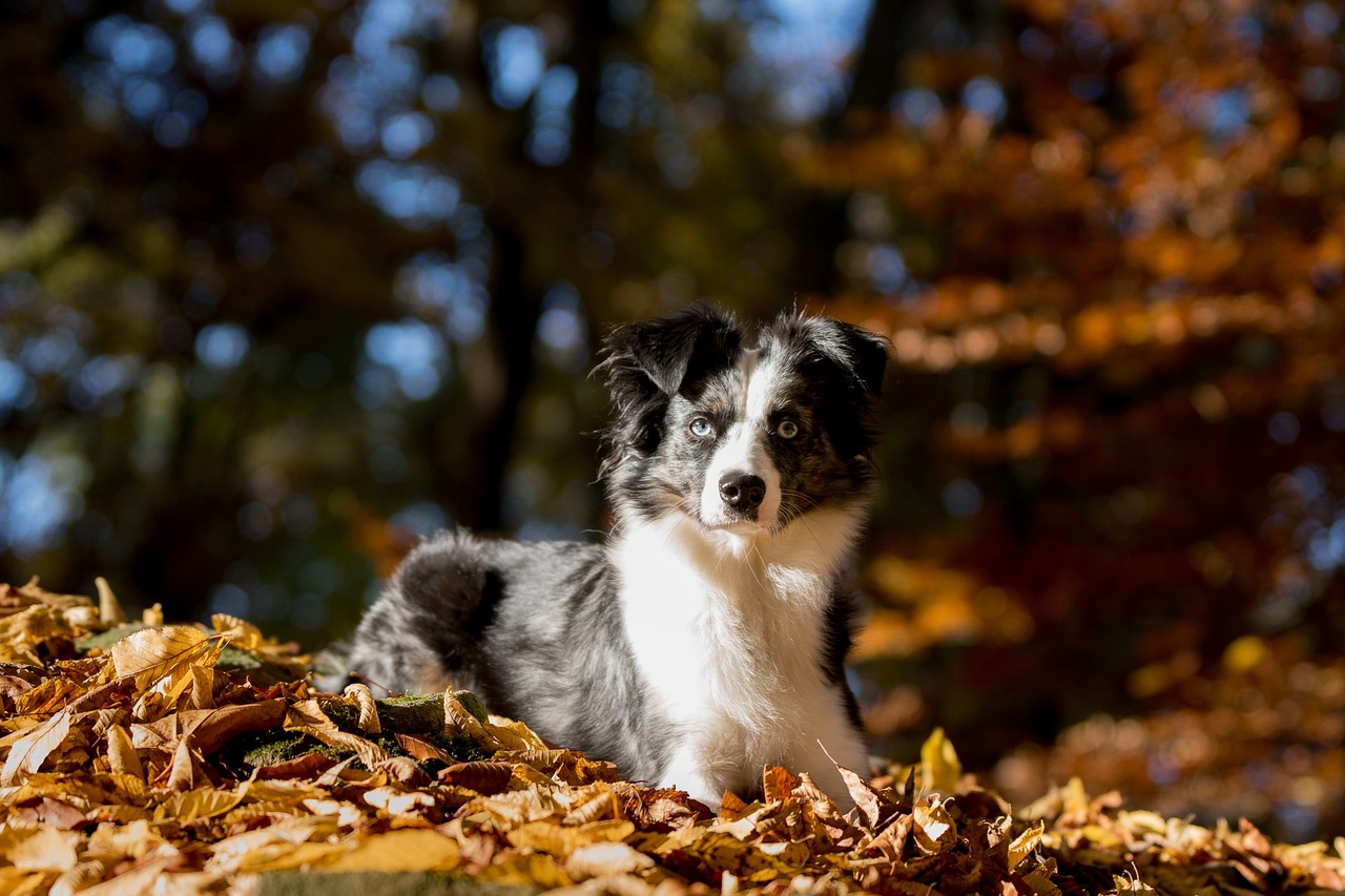 australian shepherd mini dog leaves free photo