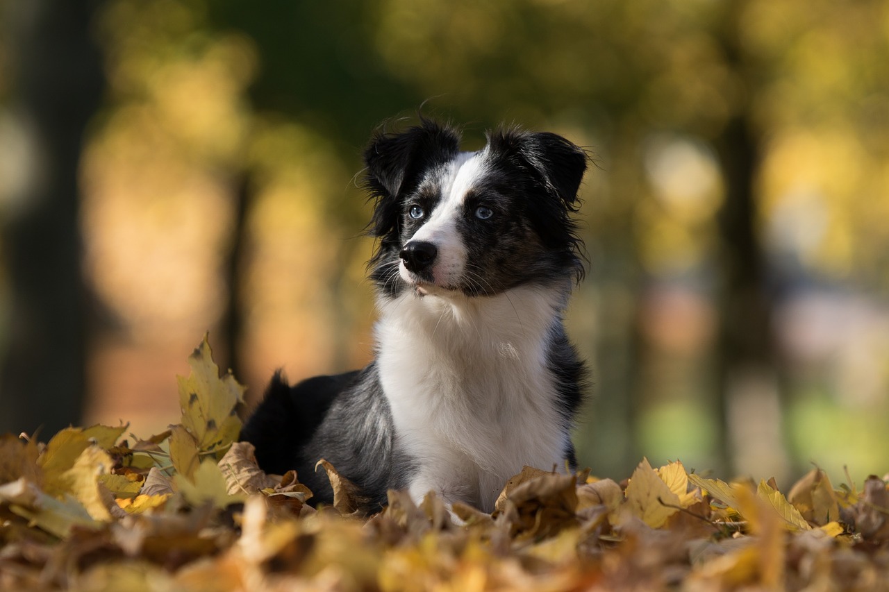 australian shepherd mini dog leaves free photo