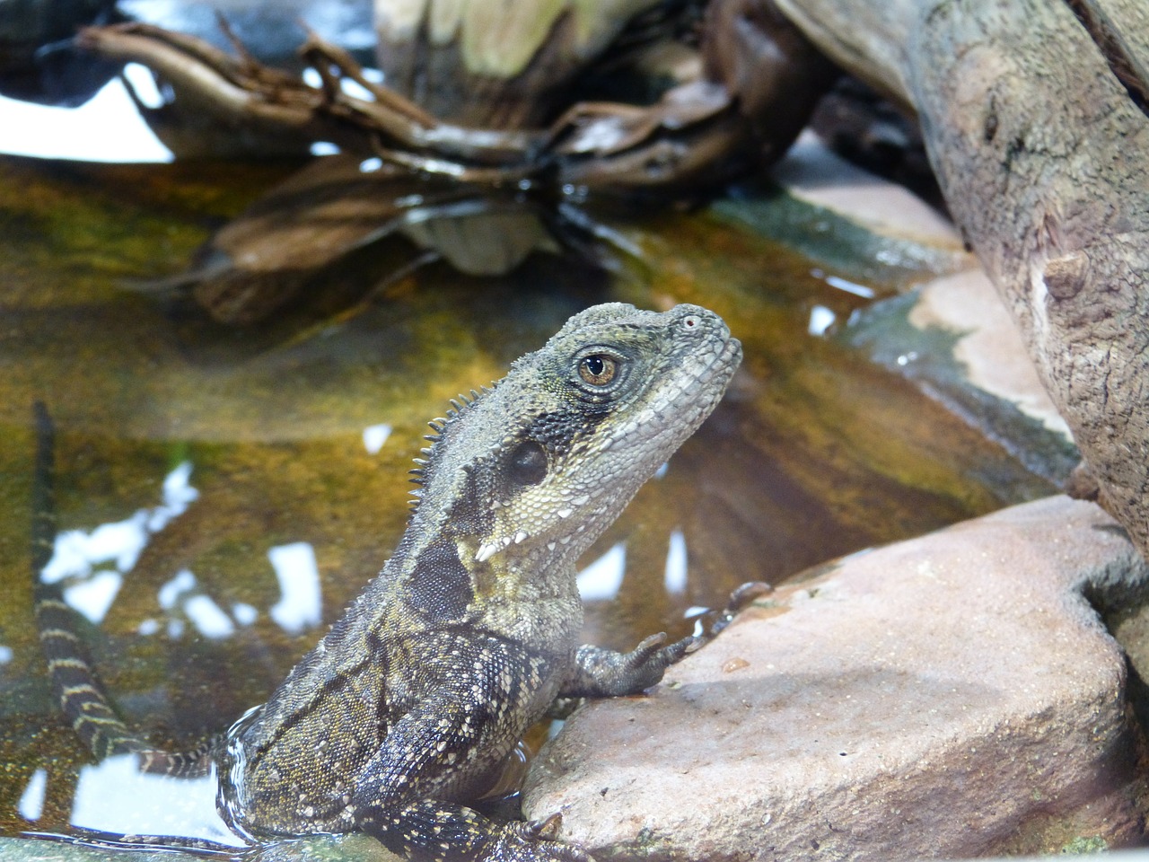 australian water dragon reptile animal free photo