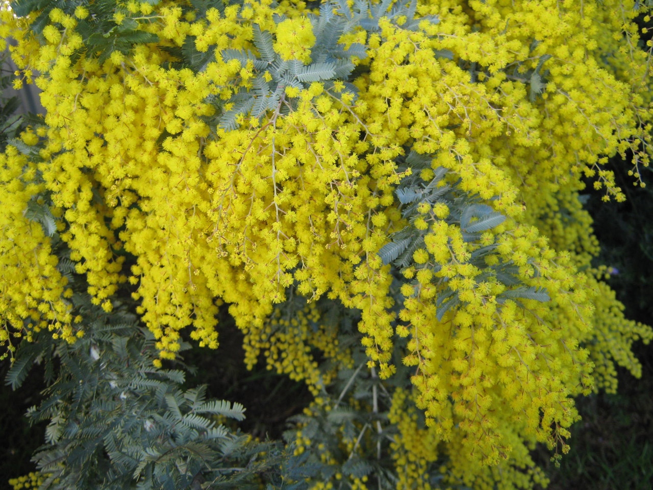 australia wattle native free photo