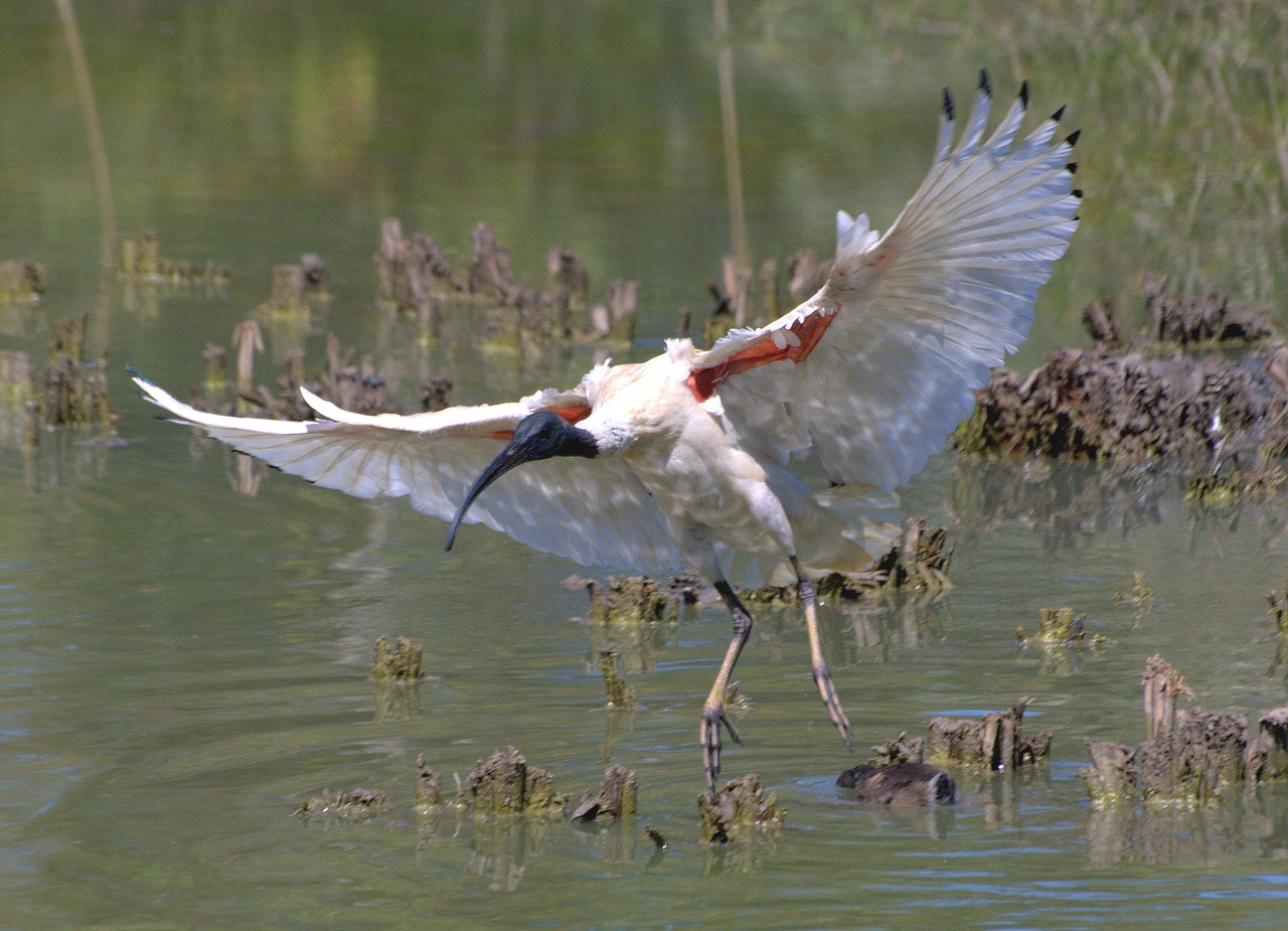 australian white ibis bird flying free photo