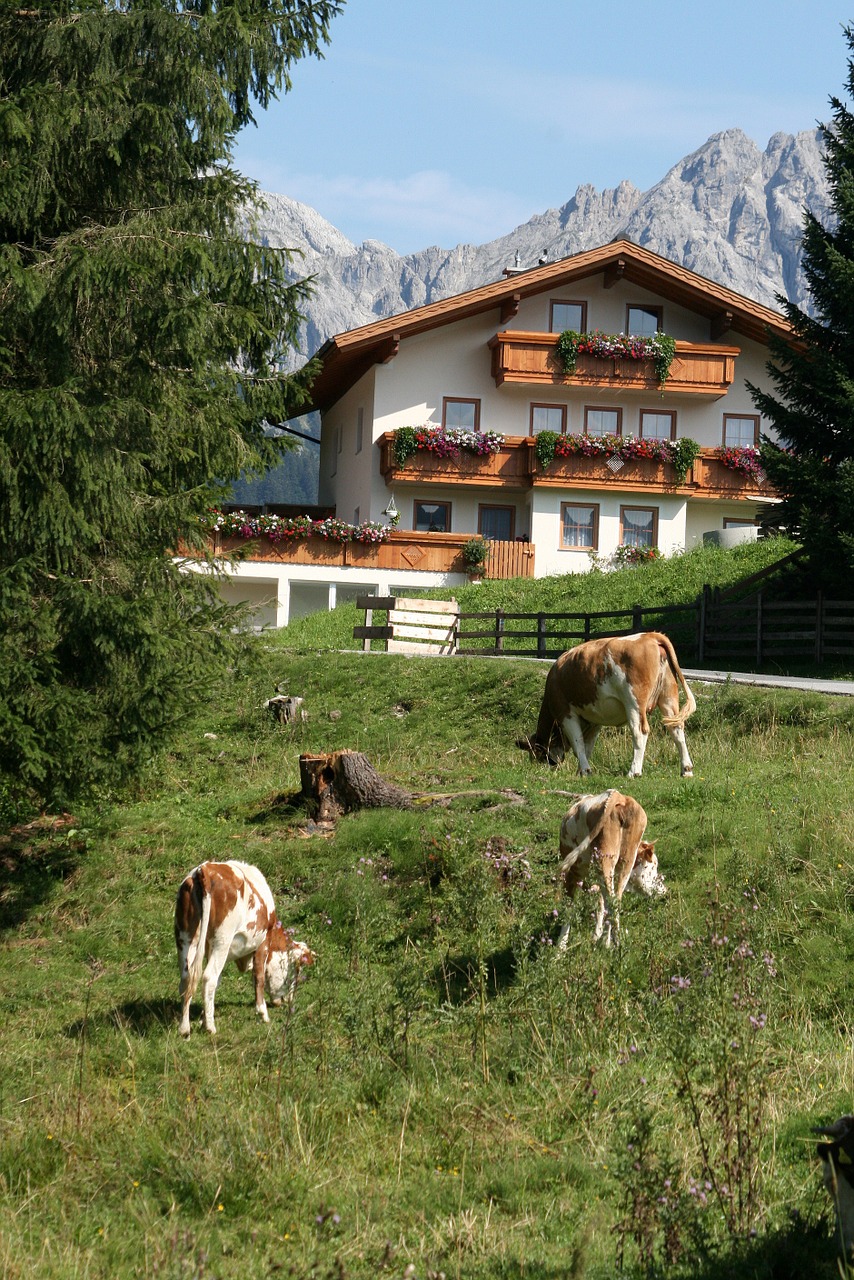 austria alps mountain free photo