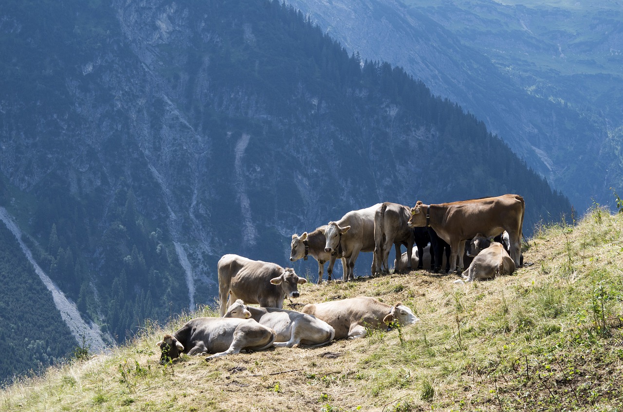 austria cows alpine meadow free photo