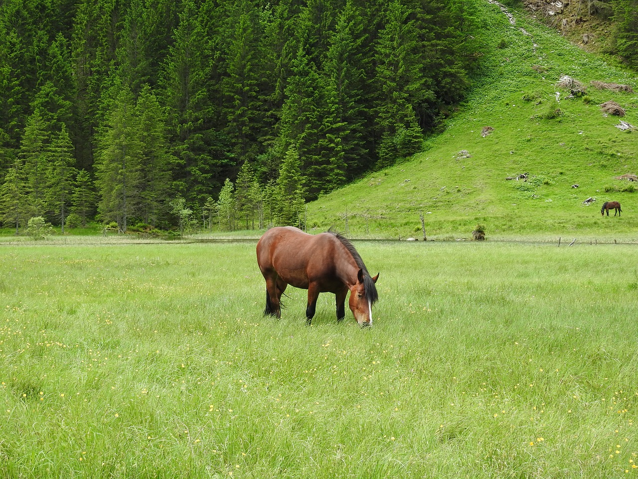 austria mountains meadow free photo