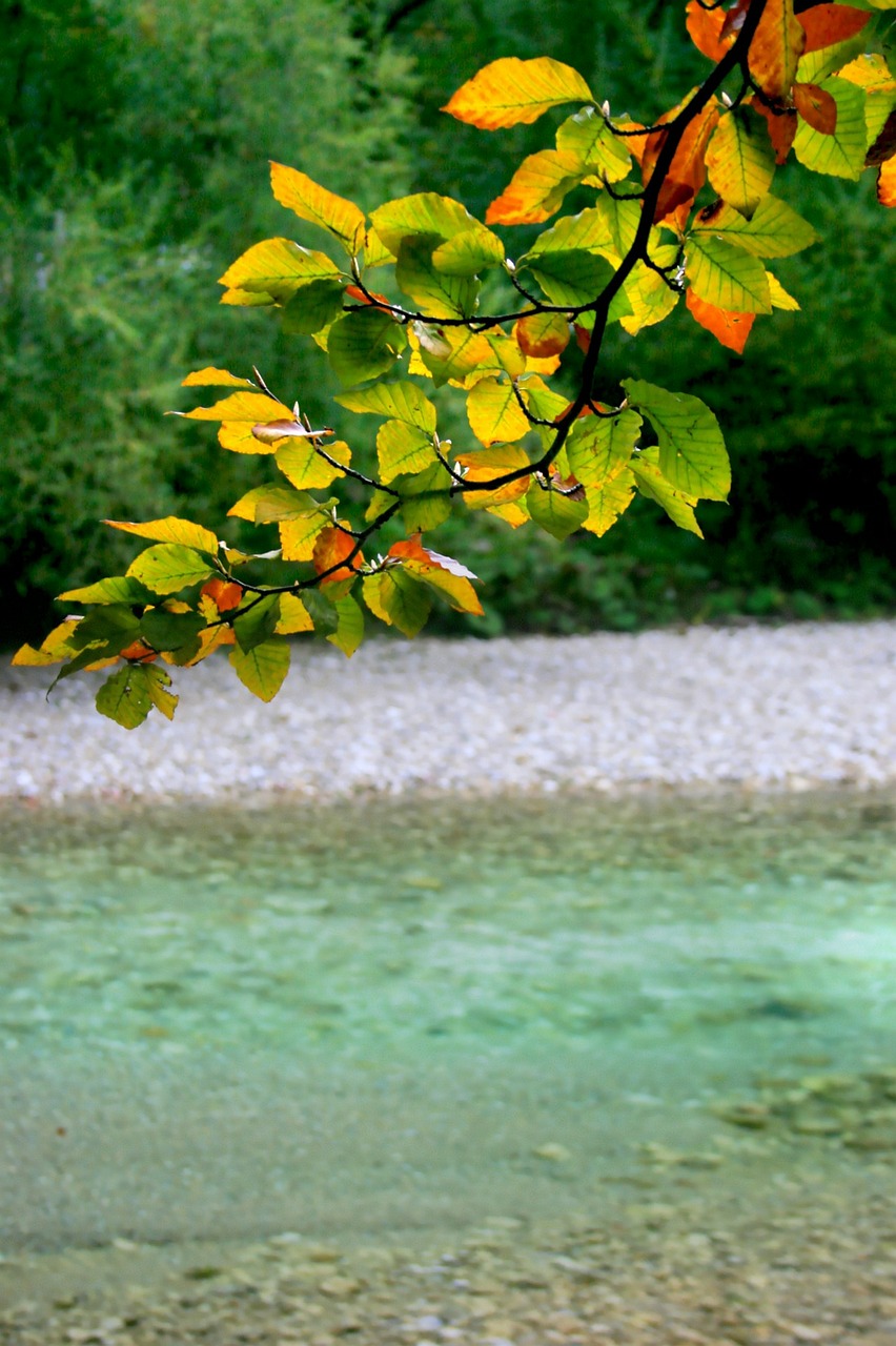 austria attersee autumn free photo
