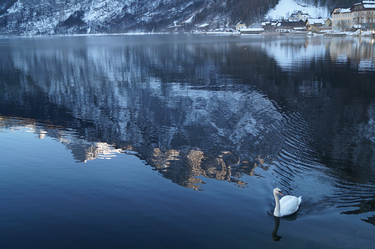 austria hallstatt duck free photo