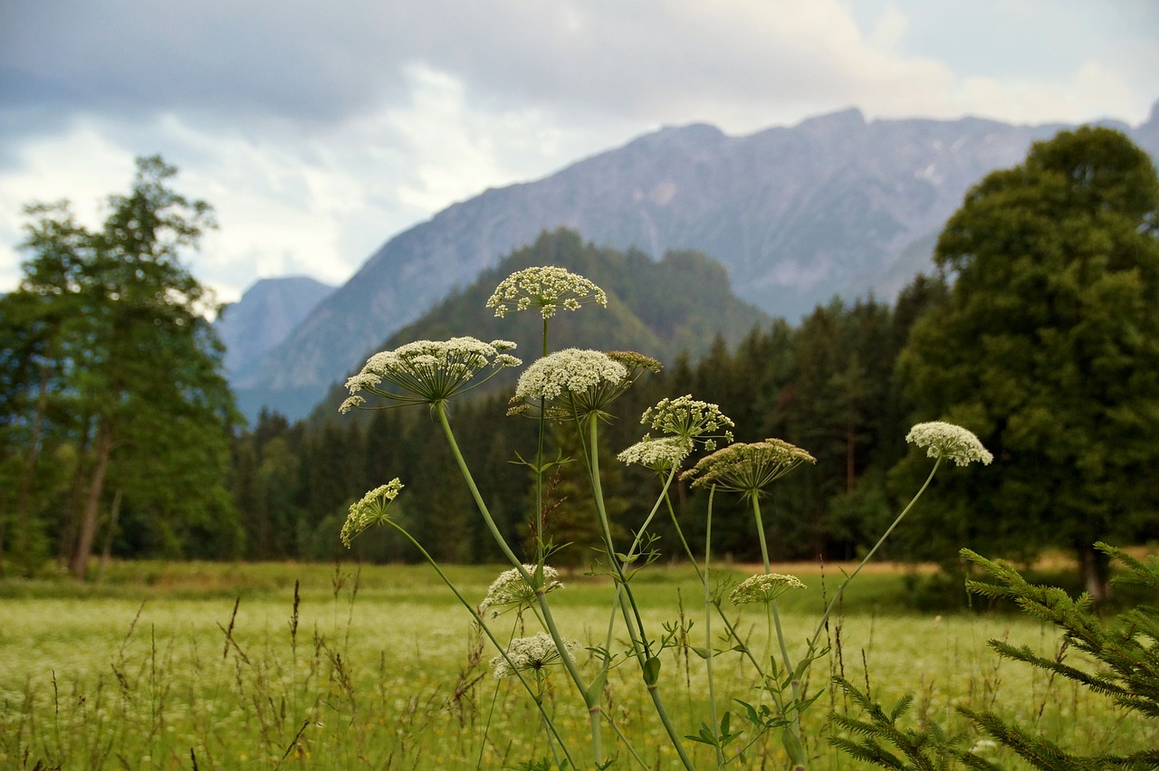 austria  alps  evening free photo