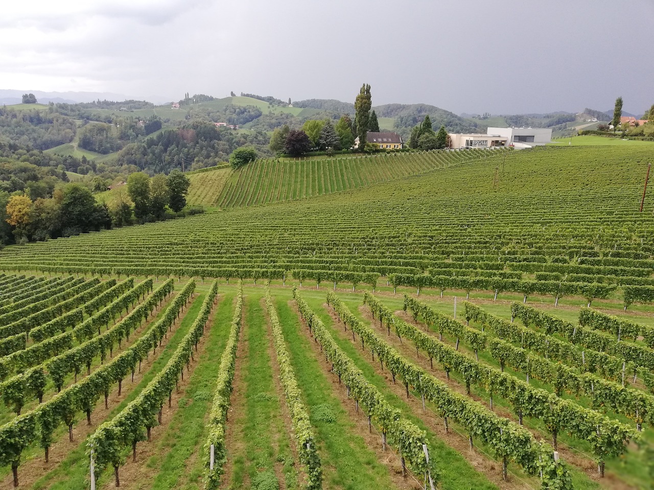 austria  wine  vineyard free photo