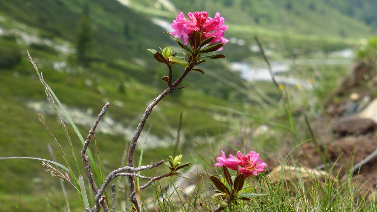 austria  landscape  nature free photo