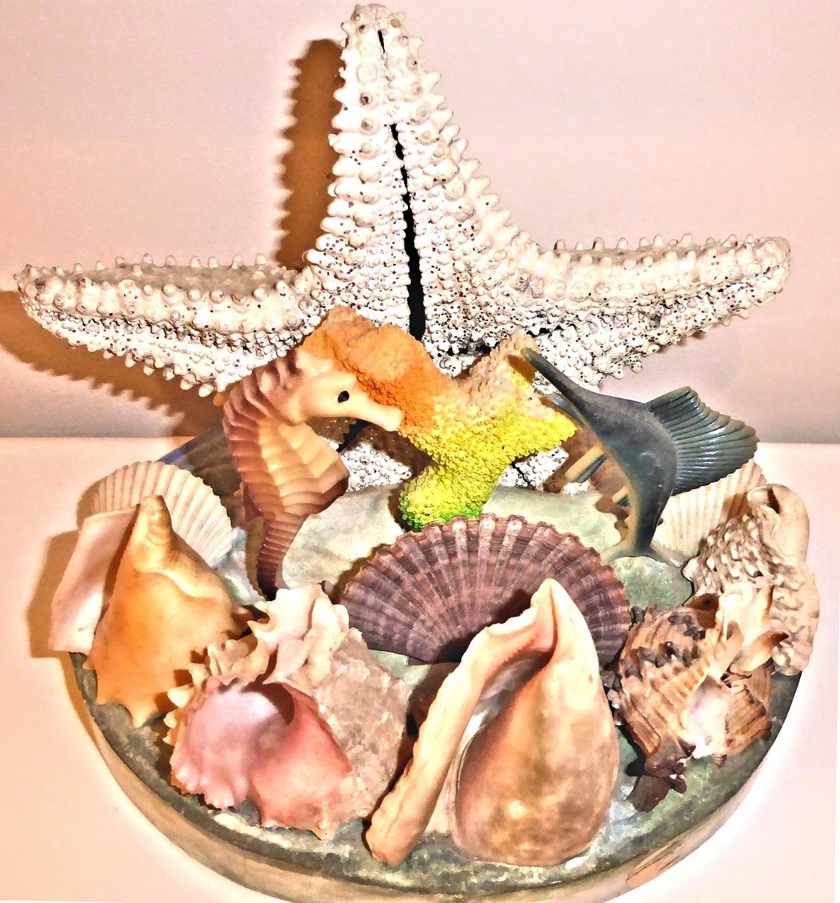 authentic sea shells star fish atlantic ocean free photo