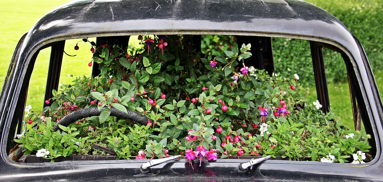 auto flowers bumper planted car free photo