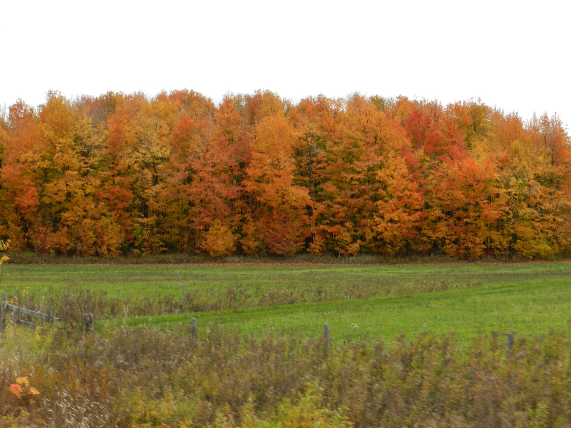 tree color fall free photo