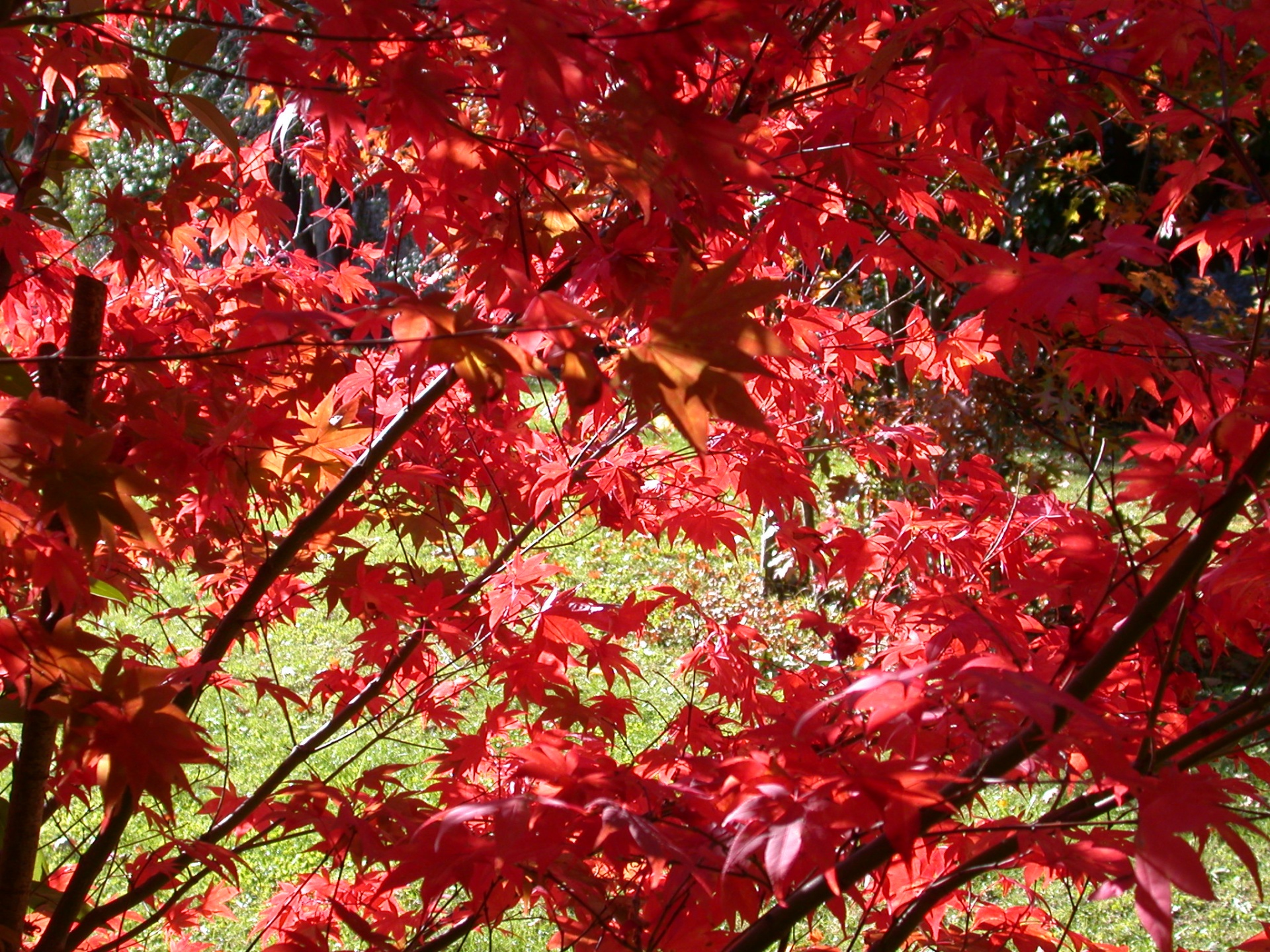 red autumn maple free photo