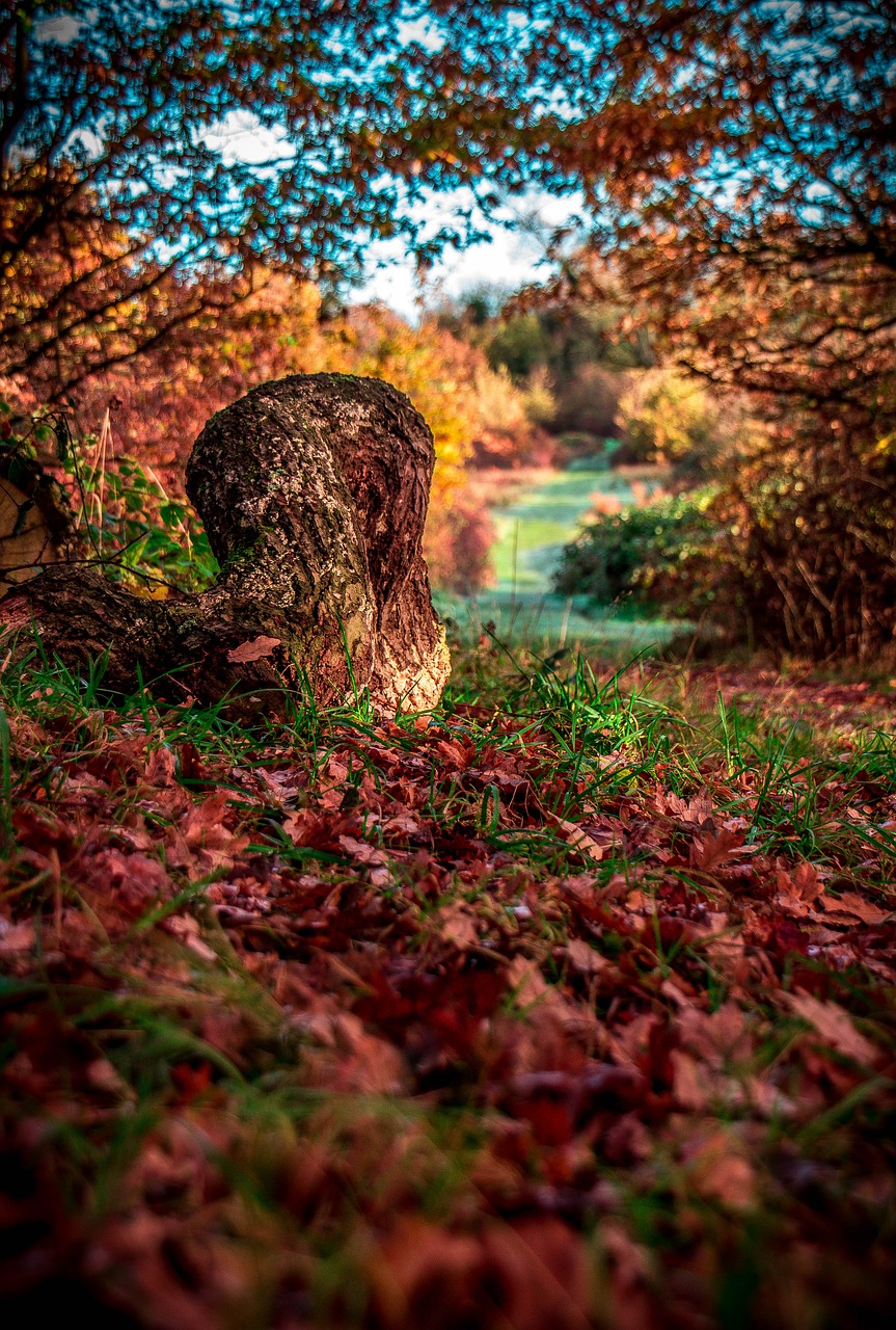 autum  forest  trees free photo