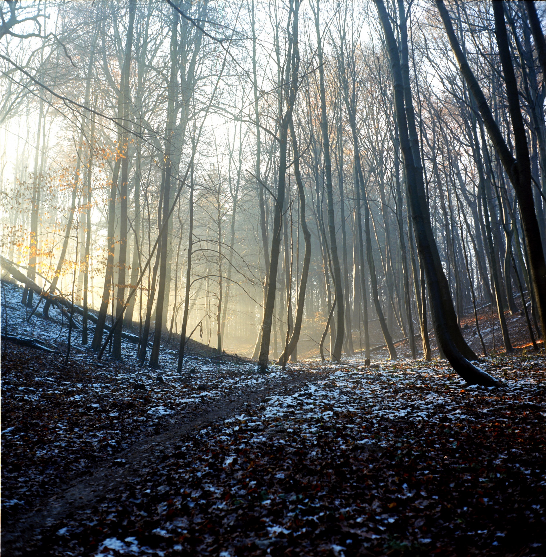 forest autumn sunlight free photo