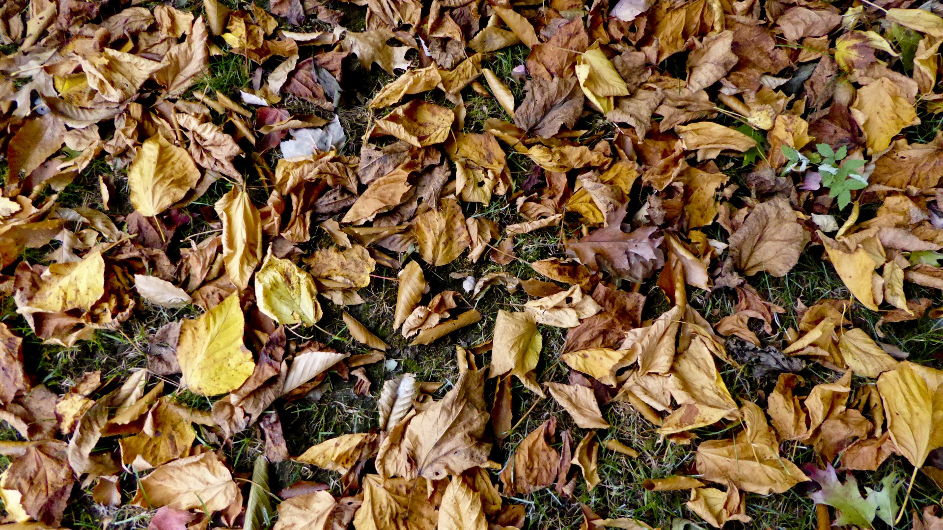 ground leaves autumn free photo