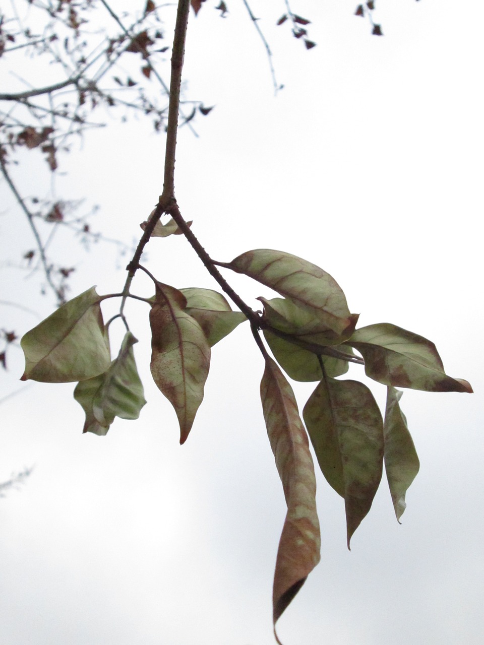 autumn plant nature free photo