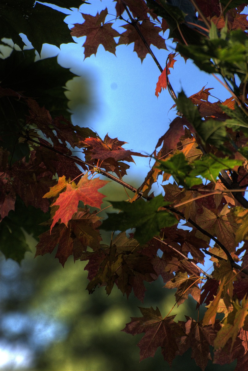 autumn foliage colors free photo